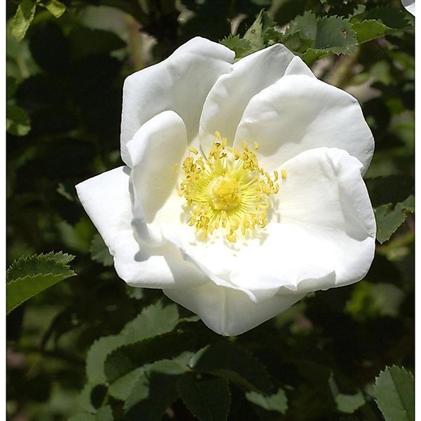 Pimpernell Rose 40-60cm - Rosa pimpinellifolia günstig online kaufen