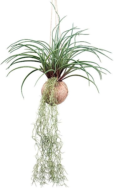 Creativ green Kunstranke "Tillandsia Stricta", in natürlicher Kokosschale günstig online kaufen