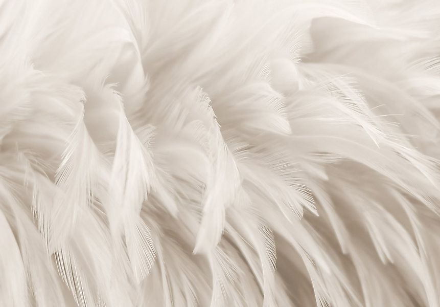 Wallarena Fototapete Weiß Federn Natur Vlies Tapete Wohnzimmer Schlafzimmer günstig online kaufen