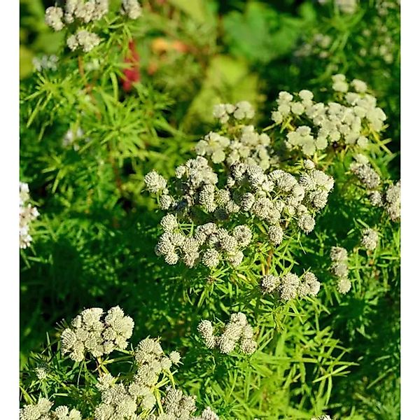 Dünnblättrige Scheinbergminze - Pycnanthemum flexuosum günstig online kaufen