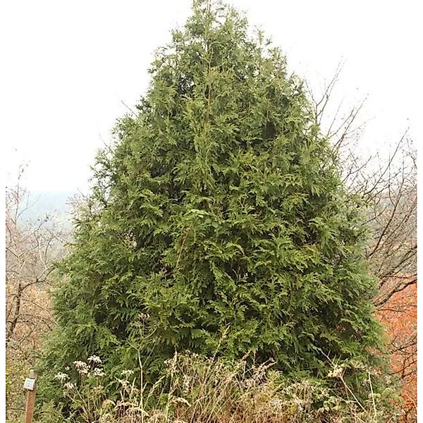 Hibalebensbaum 30-40cm - Thujopsis dolabrata günstig online kaufen