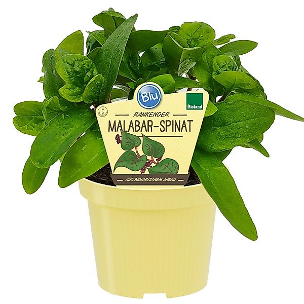 Blu Bio-Malabar-Spinat Rubra Topf-Ø ca. 12 cm Basella alba günstig online kaufen