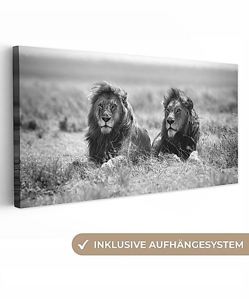 OneMillionCanvasses® Leinwandbild Panorama Löwen - Tiere günstig online kaufen
