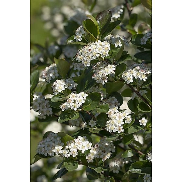 Pflanzen für Dich Gehölze Aronia prunifolia Viking, 1 St., Apfelbeere, Schw günstig online kaufen
