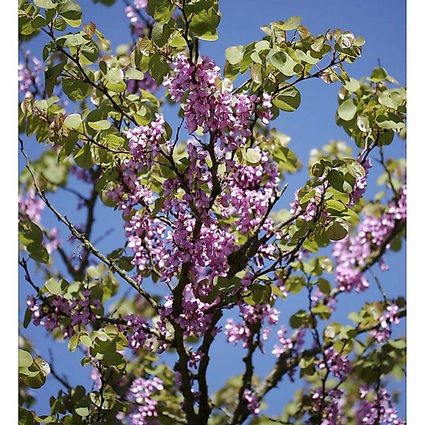 Gemeiner Judasbaum 60-80cm - Cercis siliquastrum günstig online kaufen