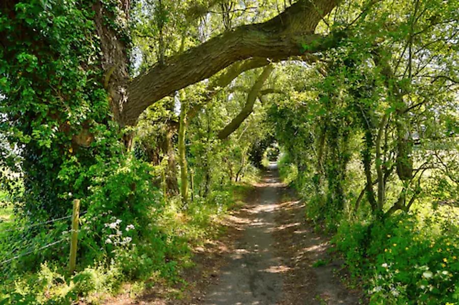 Papermoon Fototapete »Waldweg« günstig online kaufen