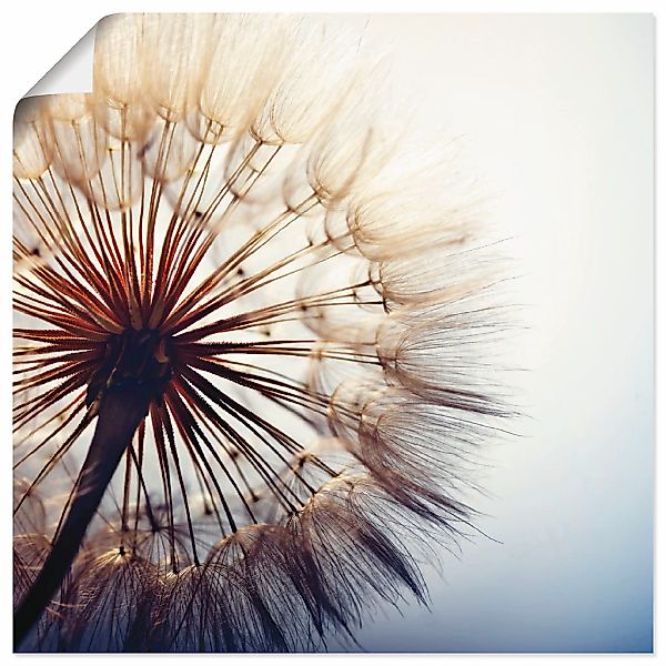 Artland Wandbild "Große Pusteblume" 1 Stk. tlg. als Alubild, Outdoorbild, L günstig online kaufen