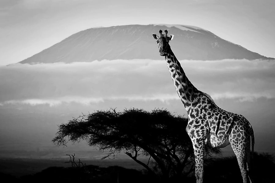 Papermoon Fototapete "Giraffe mit Landschaft Schwarz & Weiß" günstig online kaufen