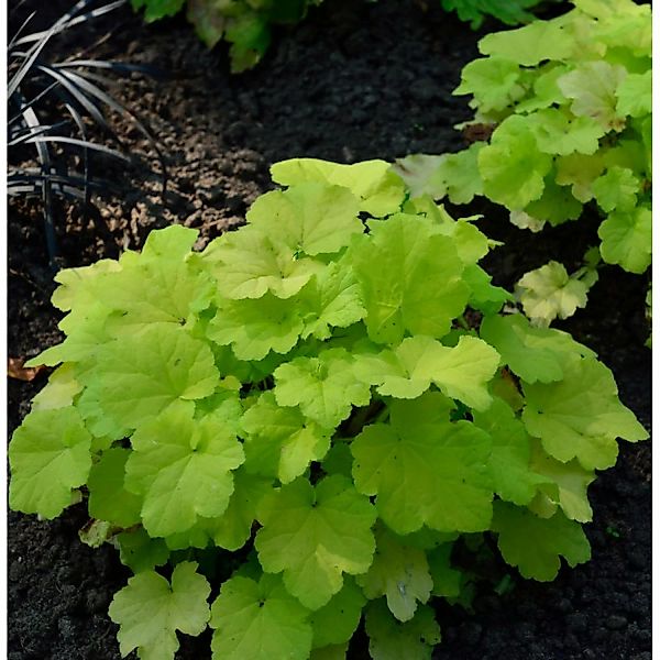 Purpurglöckchen Citronella - Heuchera villosa günstig online kaufen