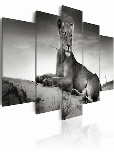 artgeist Wandbild Löwin in der Wüste schwarz/weiß Gr. 200 x 100 günstig online kaufen