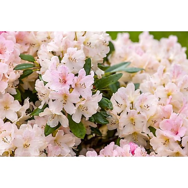 Rhododendron Yakushimanum Yaku Queen Rosa Blüten 30–40 cm günstig online kaufen