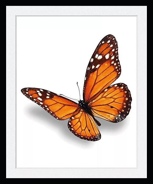 queence Bild "Evelina", Schmetterlinge, (1 St.) günstig online kaufen