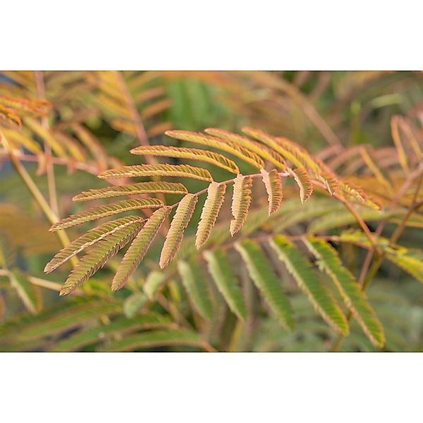 Albizia Julibrissin Ernest Wilson Seidenbaum Rosa Blüten 60–100 cm günstig online kaufen