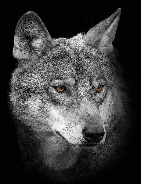 Bönninghoff Leinwandbild Wolf, (1 St) günstig online kaufen