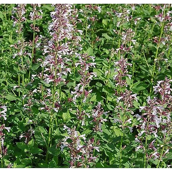 Katzenminze Dawn to Dusk - Nepeta grandiflora günstig online kaufen