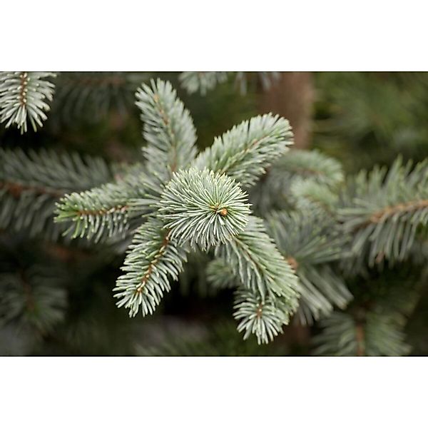 Picea Pungens Koster Blaufichte 100–125 cm günstig online kaufen