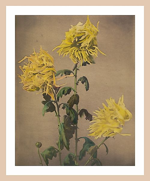 queence Bild mit Rahmen "Hannah" Pflanze Premium Rahmenbild günstig online kaufen