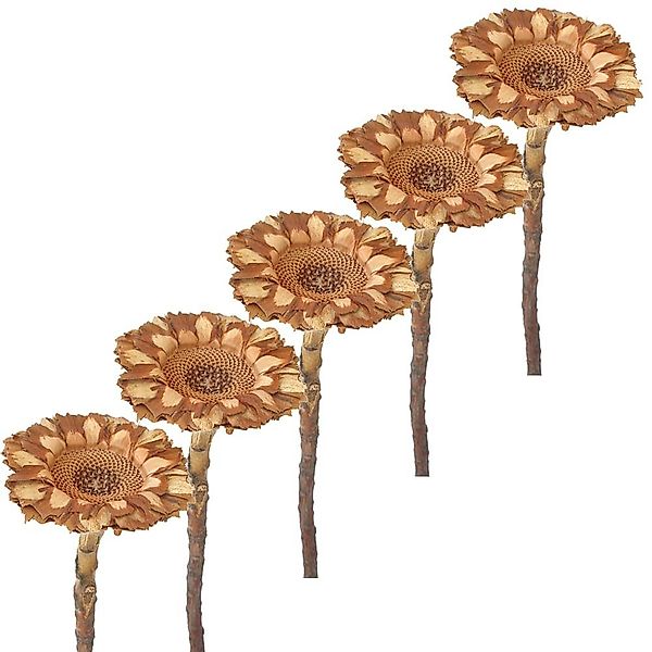 Kunstblume Trockenblumen Protea 5er Set Strauß günstig online kaufen