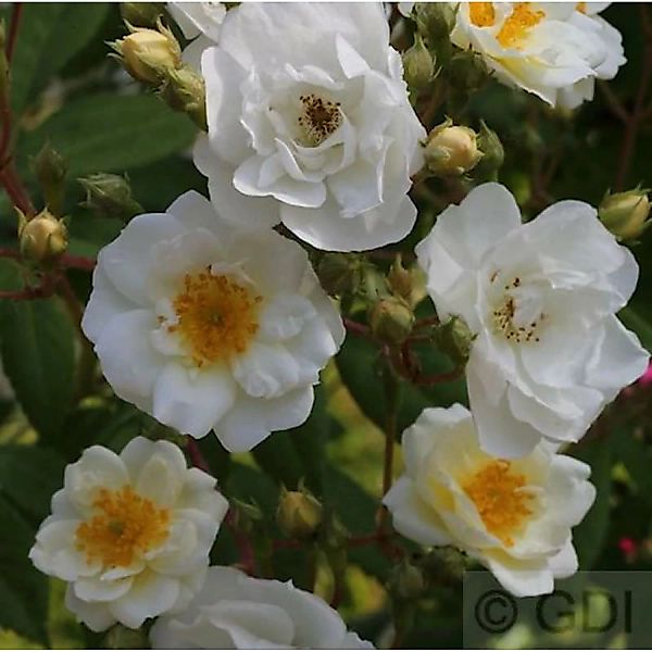 Kletterrose Filipes Kiftsgate 30-60cm günstig online kaufen