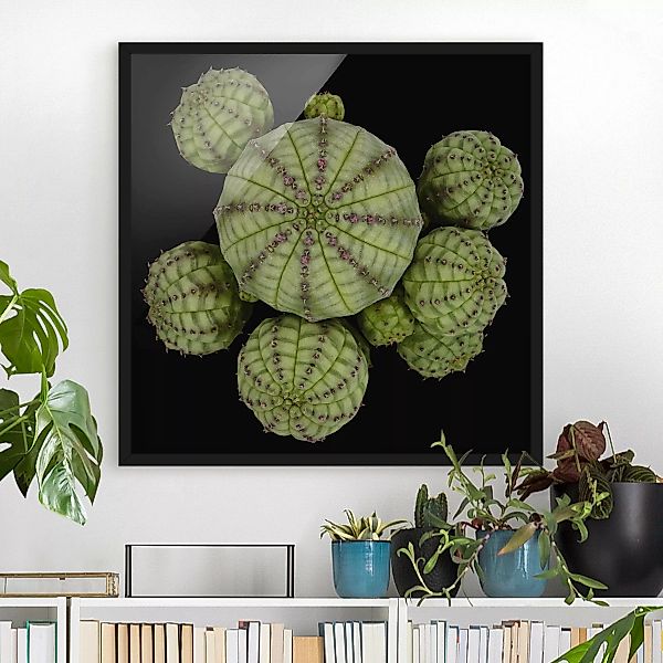 Bild mit Rahmen - Quadrat Euphorbia - Seeigelwolfsmilch günstig online kaufen