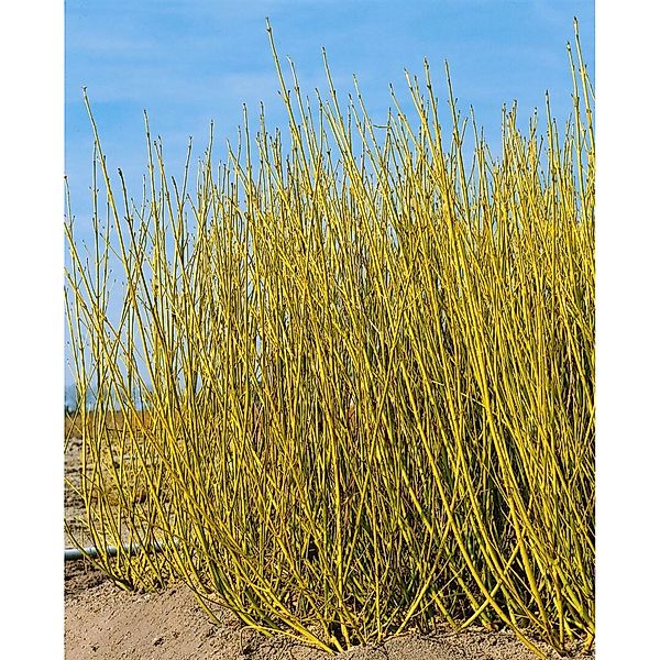 Cornus Sericea Flaviramea Gelbholz-Hartriegel 80–100 cm günstig online kaufen