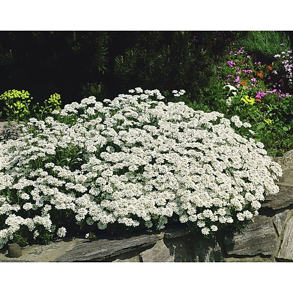 Iberis Sempervirens Findel Schleifenblume Weiß Ca. 9x9 cm Topf günstig online kaufen