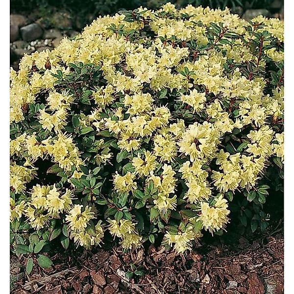 Zwerg Rhododendron Princess Anne 25-30cm - Zwerg Alpenrose günstig online kaufen