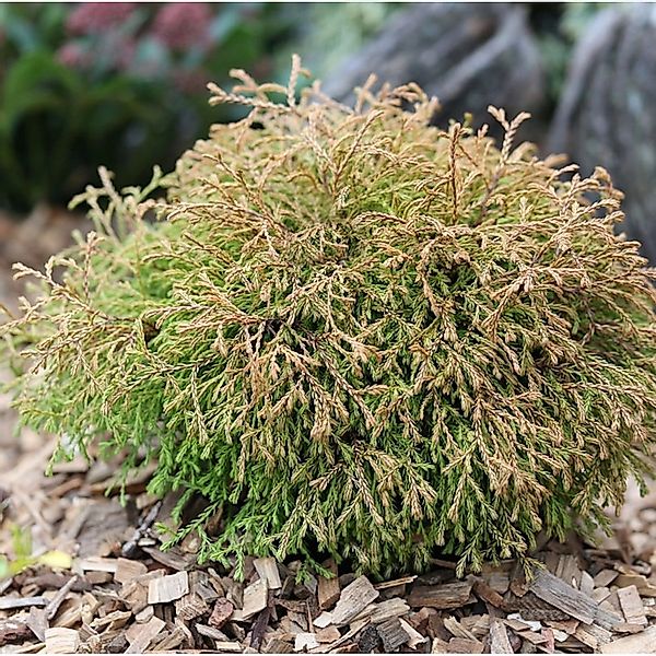 Lebensbaum Golden Tuffet 25-30cm - Thuja occidentalis günstig online kaufen