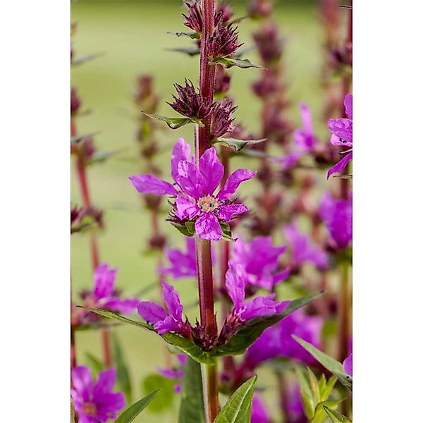 Lythrum Salicaria Blutweiderich Ca. 9x9 cm Topf günstig online kaufen