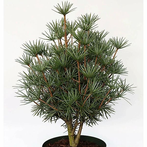 Japanische Zwerg Schirmtanne Kobito 80-100cm - Sciadopitys verticillata günstig online kaufen
