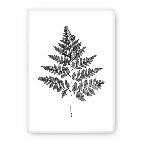 Poster Fern Grey, 30 x 40 cm, Rahmen wählen: weiss günstig online kaufen