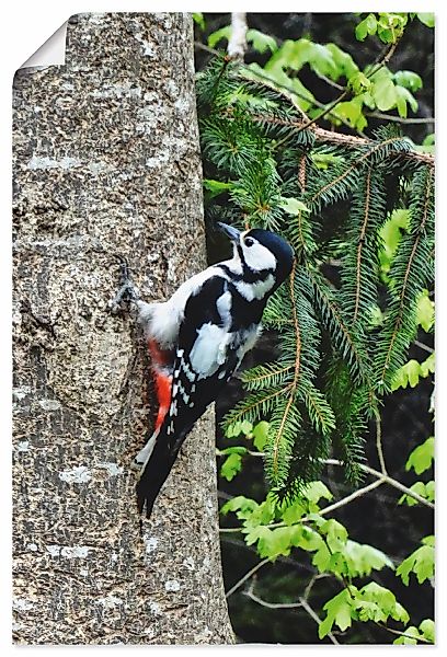 Artland Wandbild "Buntspecht im Wald", Vögel, (1 St.), als Leinwandbild, Po günstig online kaufen