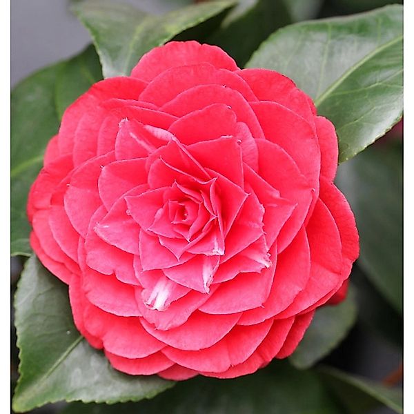 Kamelie Lady Campbell 60-80cm - Camellia japonica günstig online kaufen