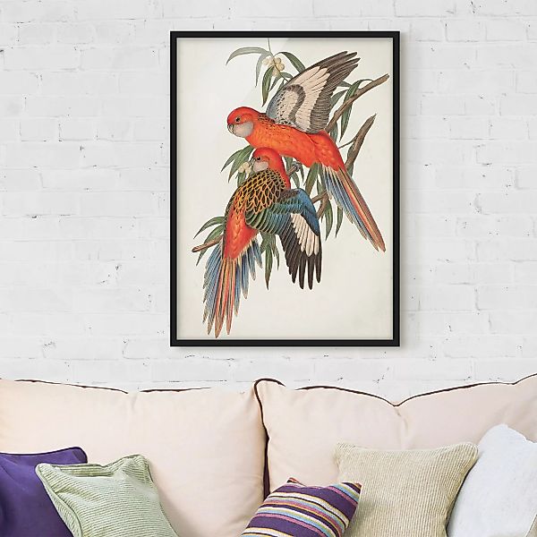 Bild mit Rahmen Tiere - Hochformat Tropische Papageien I günstig online kaufen