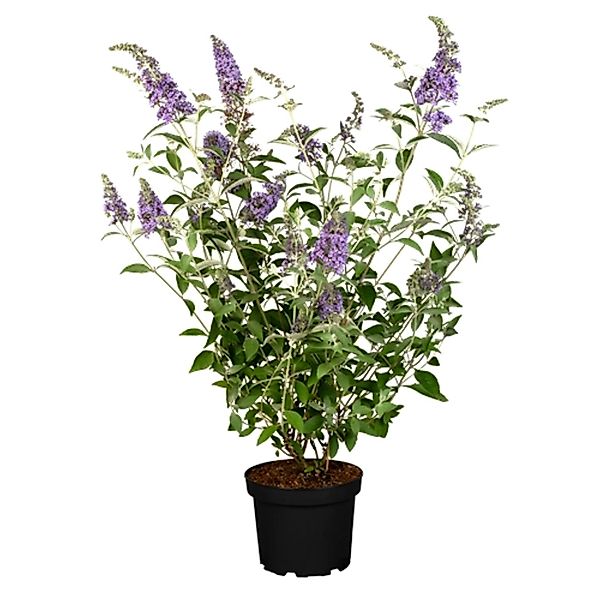 Buddleja 'Lochinch' Schmetterlingsstrauch 40-60 cm günstig online kaufen