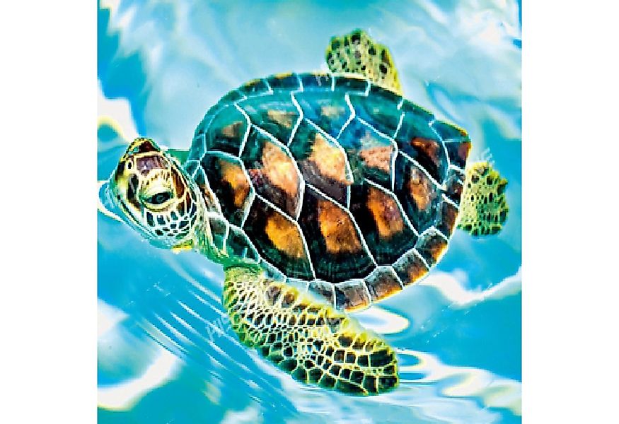 LA CUTE Malen nach Zahlen 5d Diamond Painting Schildkröte Malen nach Zahlen günstig online kaufen