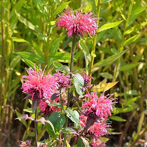 Indianernessel Präriebrand - Monarda fistulosa günstig online kaufen