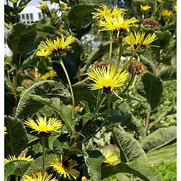 Echter Alant - Inula helenium günstig online kaufen