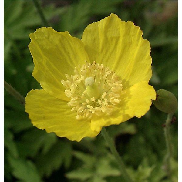 Wald Scheinmohn - Papaver cambricum günstig online kaufen