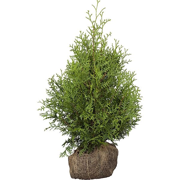 Lebensbaum Brabant Set à 120 Stück Höhe ca. 60 - 80 cm Ballenware Thuja occ günstig online kaufen