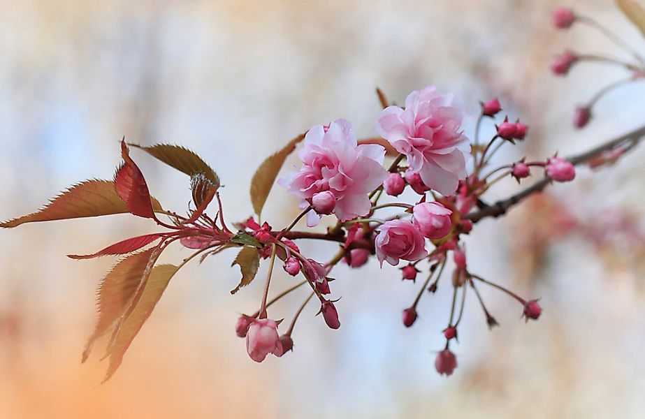 Papermoon Fototapete "Zen Wassertropfen mit Blume Makro" günstig online kaufen