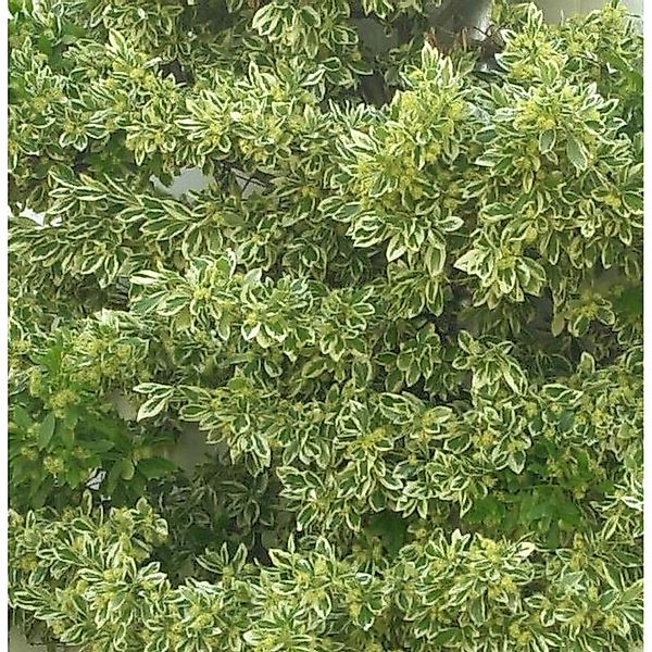 Gelbbunter Spindelstrauch Bravo 100-125cm - Euonymus japonicus günstig online kaufen