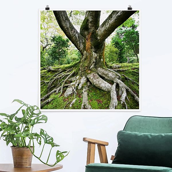 Poster Natur & Landschaft - Quadrat Alter Baum günstig online kaufen