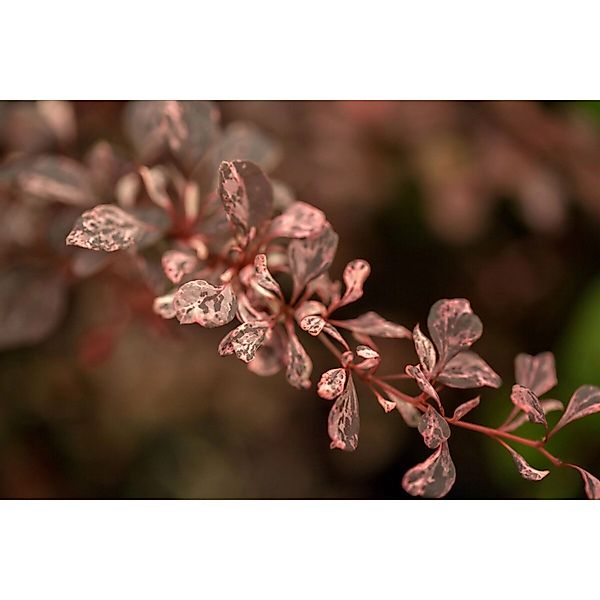 Berberis thunbergii 'Natasza' 20-25 cm günstig online kaufen