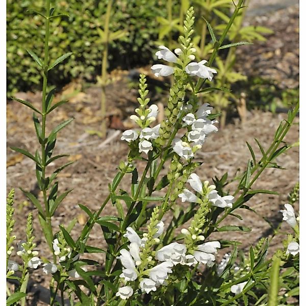 Gelenkblume Schneekrone - Physostegia virginiana günstig online kaufen