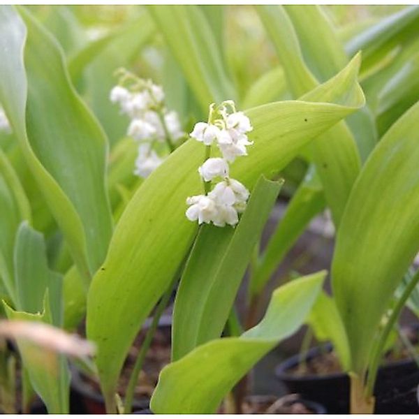 Maiglöckchen Plenfloria - Convallaria majalis günstig online kaufen