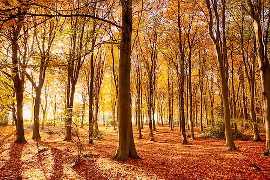 Papermoon Fototapete »Herbstwald« günstig online kaufen