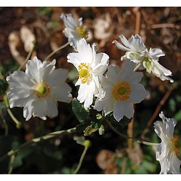 Herbstanemone Whirlwind - Anemone japonica günstig online kaufen