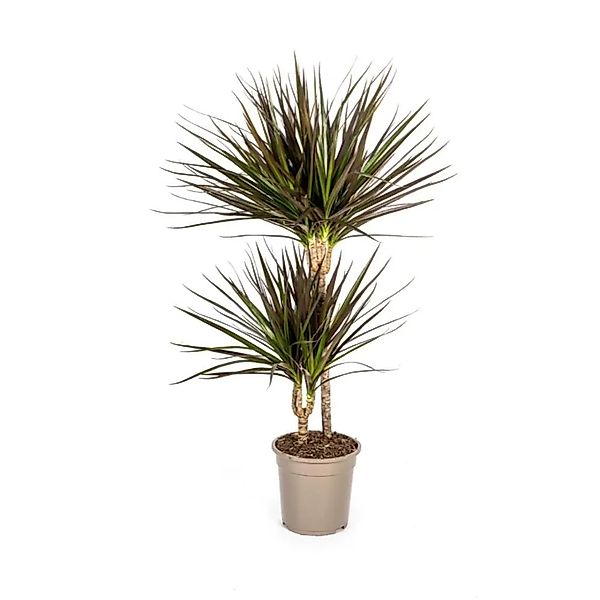 Exotenherz Dracaena Marginata Magenta 19cm Topf Höhe 70-90cm günstig online kaufen