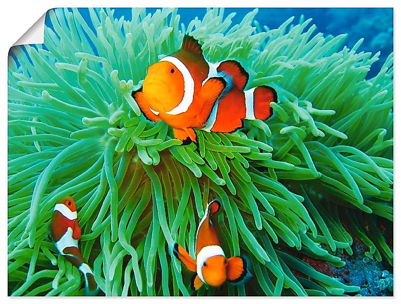 Artland Wandbild "Finde Nemo", Wassertiere, (1 St.), als Poster, Wandaufkle günstig online kaufen